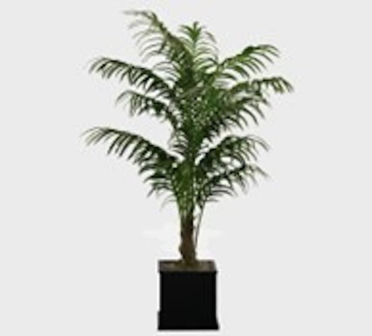 Kentia Palm 8'-9'