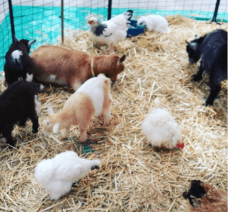 Barnyard Bonanza - 4 hours