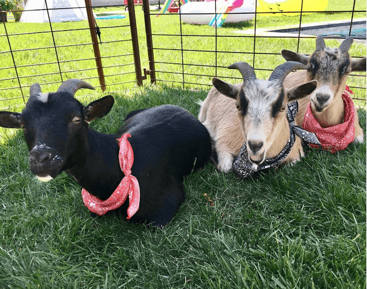 Barnyard Bonanza- 3 hours