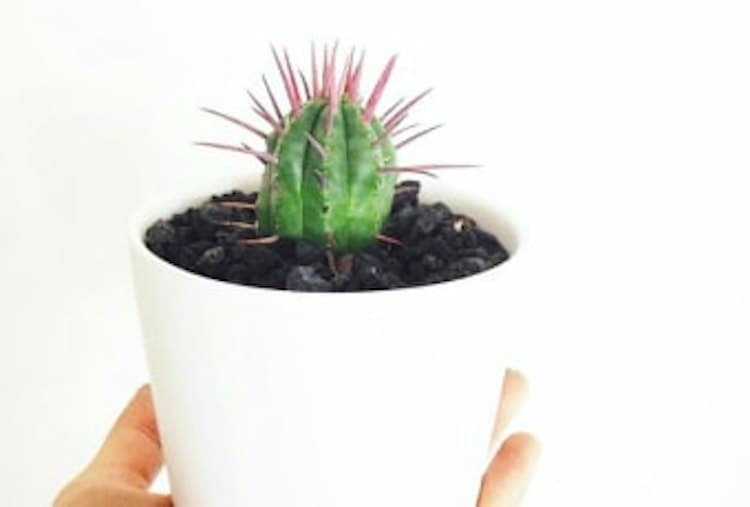 Paint & Plant Experience